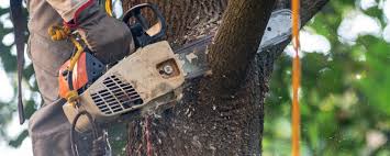 Best Leaf Removal  in Allouez, WI