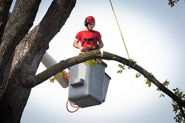 Best Fruit Tree Pruning  in Allouez, WI