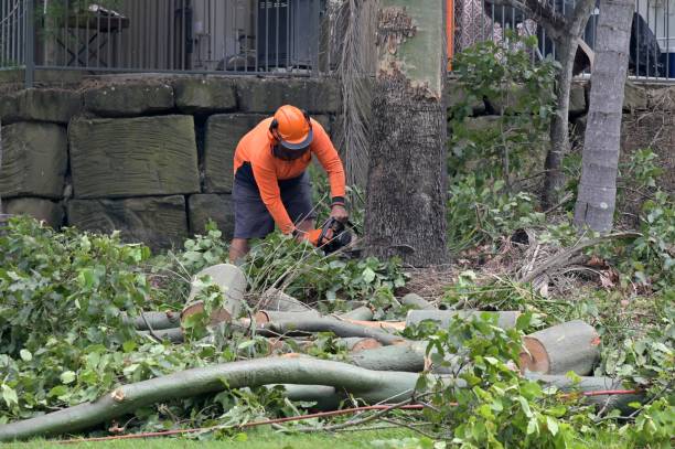 Professional Tree Removal in Allouez, WI
